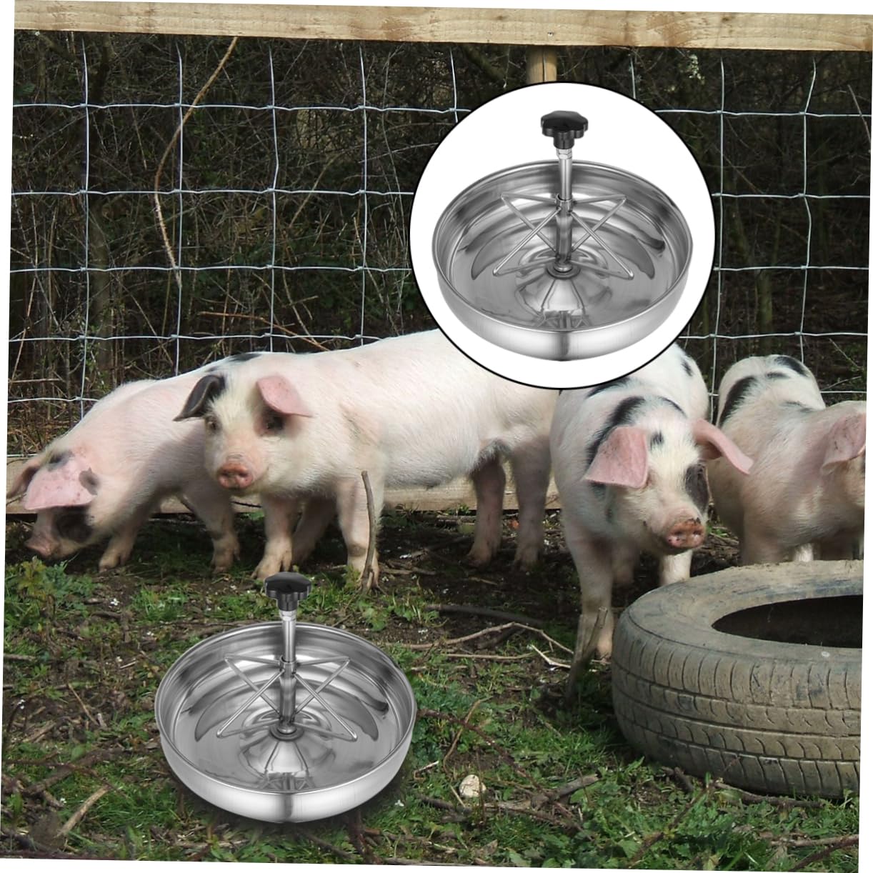 Gatuida Mangiatoia Per Suinetti Inossidabile Ciotola Resistente e Antisversamento Per Alimenti e Facile Posizionare Design e