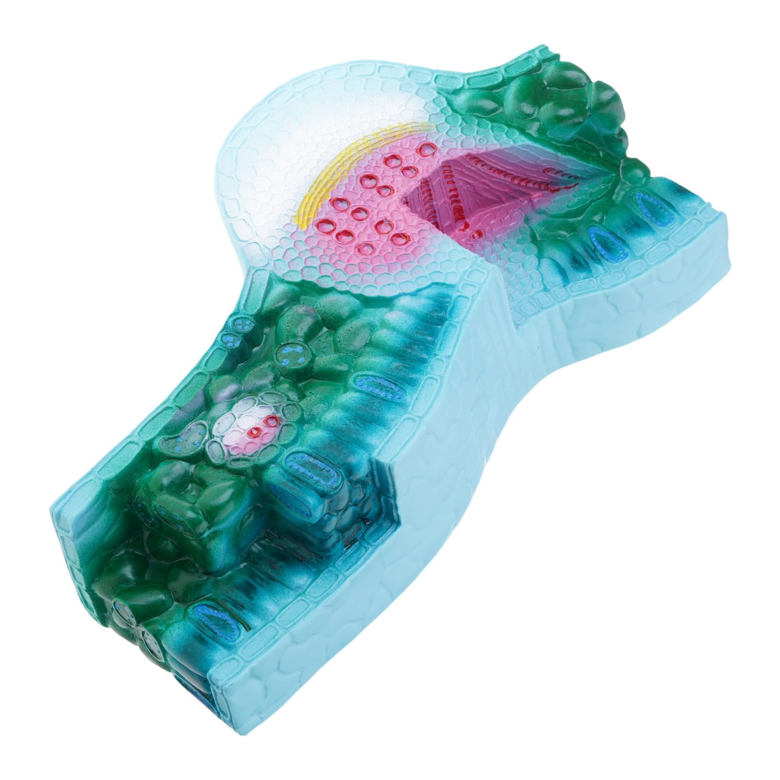 Modello realistico di anatomia vegetale in PVC Strumento didattico di biologia dettagliata per dimostrazioni di laboratorio in aula e scientifica Forniture di laboratorio per insegnanti di biologia