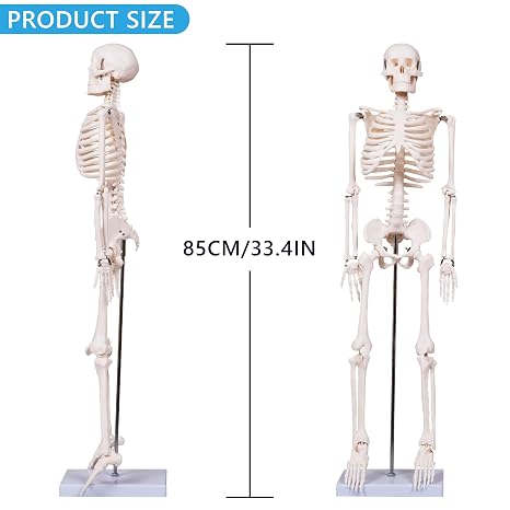 breesky Scientifc Human Skeleton Model for Anatomy, 33.4 Skeleton Model with Metal Stand, Removable Arms&Legs for Student to Study Human Skeleton Anatomy System, Halloween Decor, Manual Included