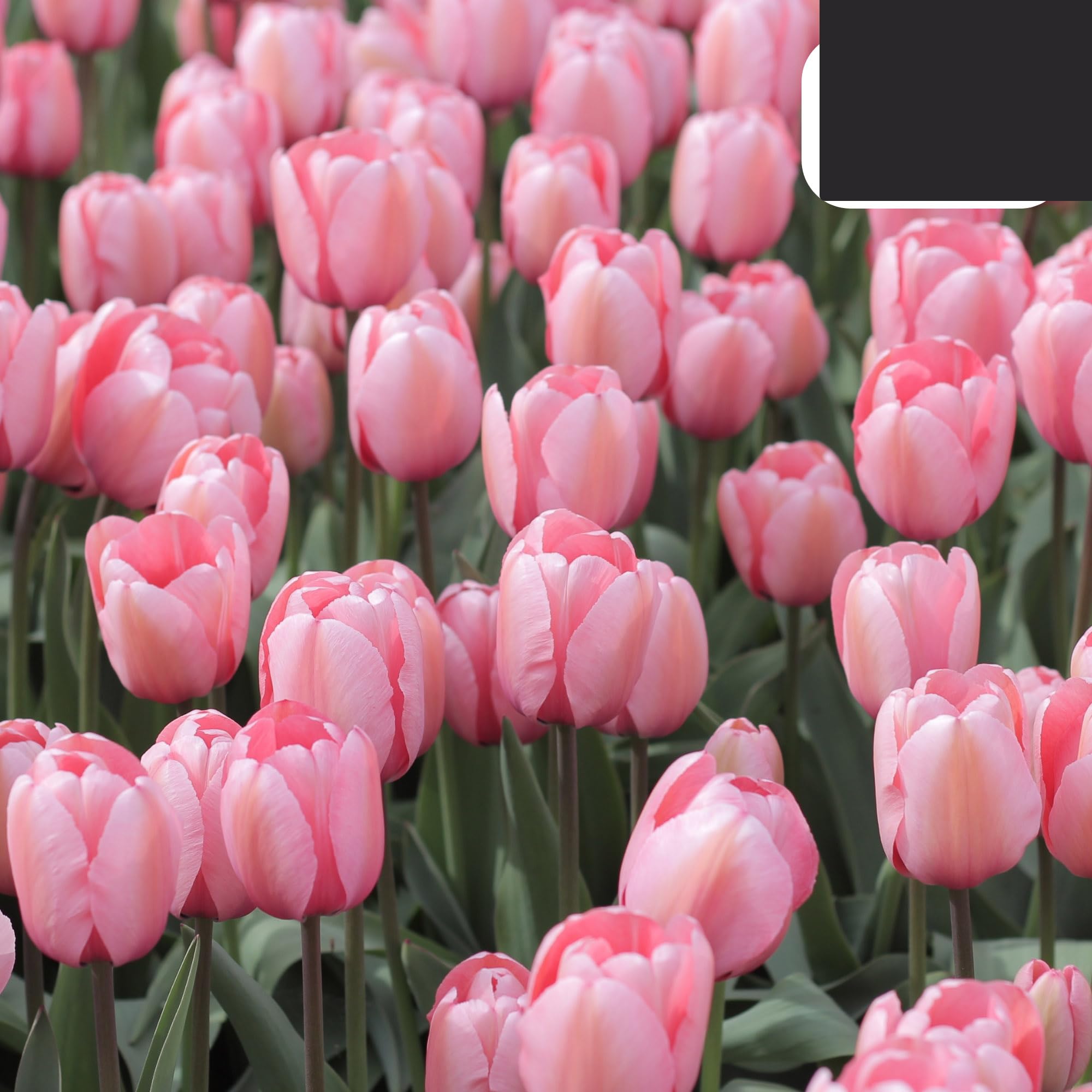 Bulbos de tulipán 'Apricot Delight' | 20 Piezas | Tulipán rosa albaricoque - 30-50cm - Ø5cm - bulbo de flor - Planta de jardín