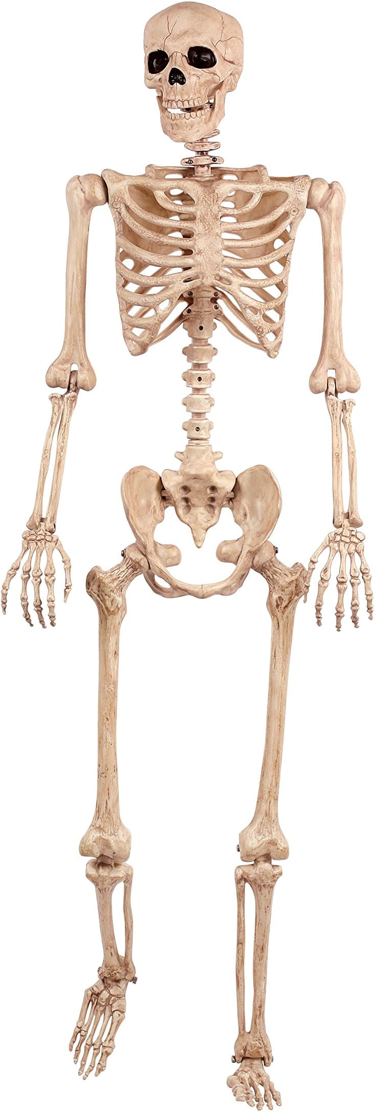 Crazy Bonez Original Pose-N-Stay Halloween Skeleton, 5 FT – Life-Size, Realistic, Fully Poseable Indoor & Outdoor Decoration, Durable Plastic Spooky Prop for Yard, Porch, Haunted House