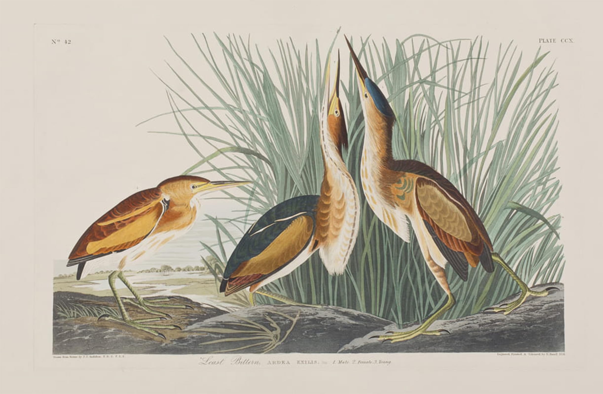 ARTXLXXBN Famous Art Print Poster Vintage Wall Art Illustration From birds of America by John Jamess Audubon Canvas Art Poster for Home Decor 60x90cm