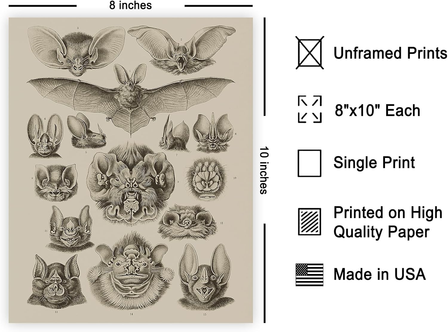Poster Master Vintage Bat Species Poster - Retro Art Forms of Nature Print - Bat Art - Gift for Men, Women & Animal Lover - Gothic Wall Decor for Bedroom, Living Room or Dorm - 8x10 UNFRAMED Wall Art