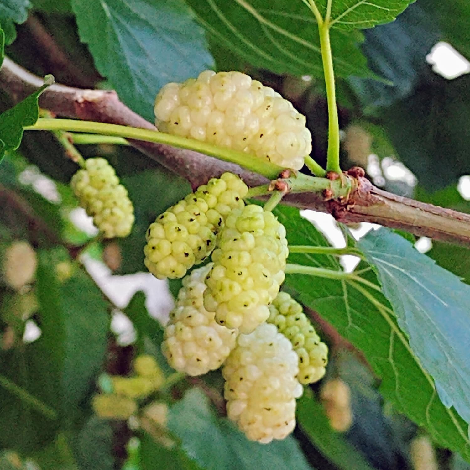 White Mulberry Plants 12-18 inch