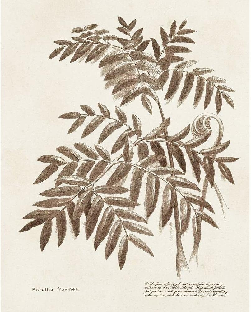 ArtDirect Sepia Fern Varieties II 8x10 UnFramed Art Print Poster Ready for Framing by Unknown