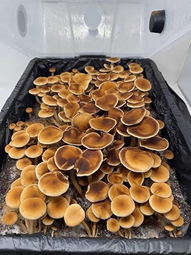 Miniatura 3 de Kit completo de recarga para monotub mediano 48Q  Incluye desove de grano y sustrato a granel