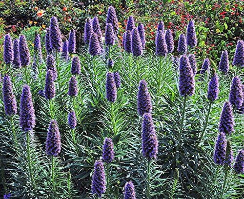 Pride of Madeira 50 Seeds - Echium fastuosum -Perennial