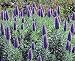 *Pride of Madeira 50 Seeds - Echium fastuosum -Perennial by Seeds and Things