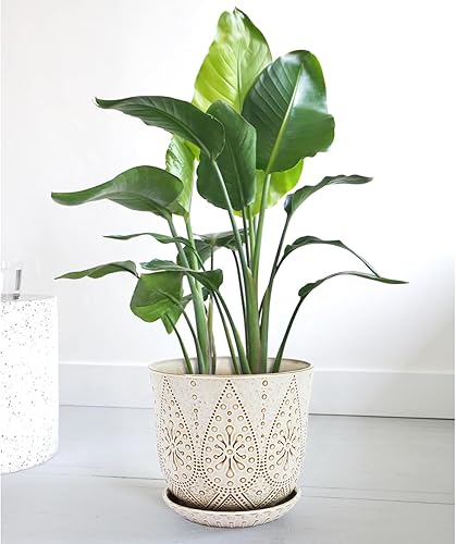 Miniatura 7 de Gepege Maceta de cerámica blanca cremosa de 10 pulgadas con agujeros de drenaje y platillos para plantas de interior y exterior