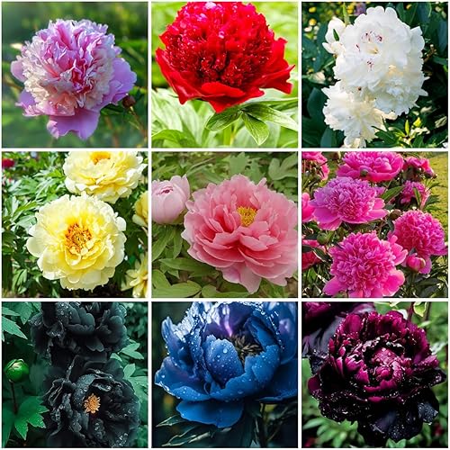 100PCS Mix Peony Seeds for Planting,Fragrant Peony Flower Seeds to