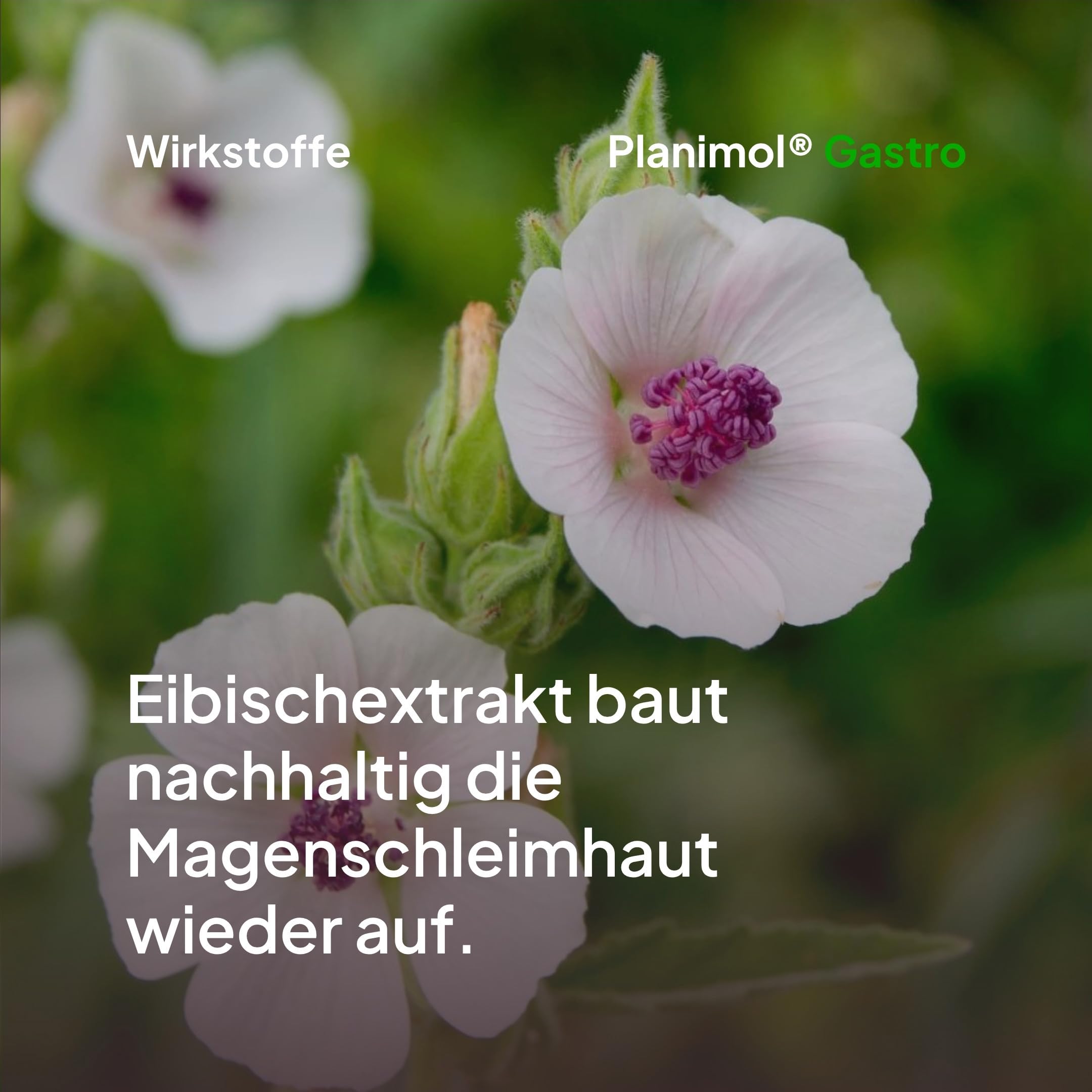 Gastro — Magensnack für Hunde — 100% natürlich — unterstützt bei empfindlichem Magen — unterstützt Magenschleimhaut & Säurebalance — 90 Tabletten