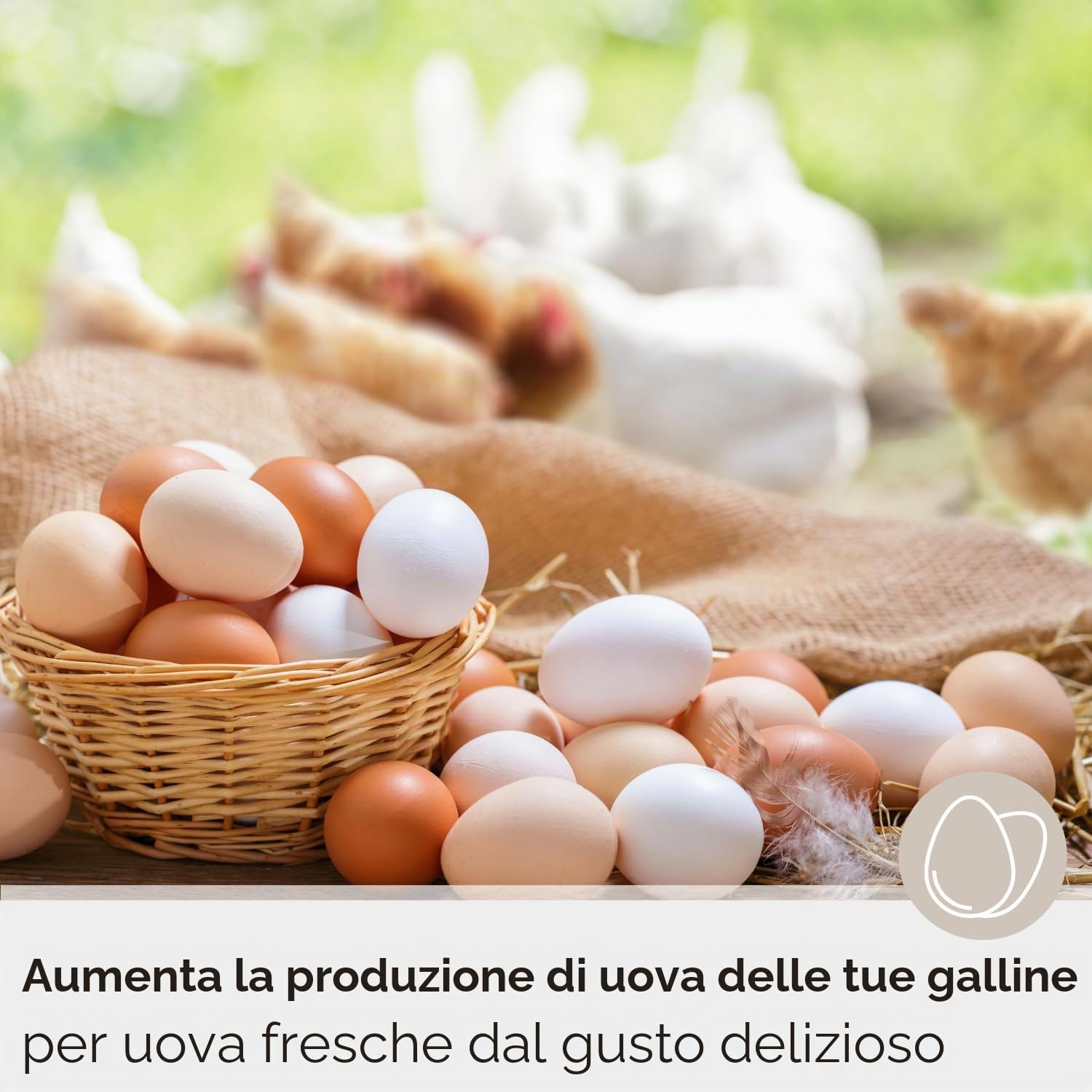 Leimüller Mangime ovaiole 25kg - Alta qualità, 100% naturale, Per ottima produzione di uova - Certificato AMA - Ideale per galline