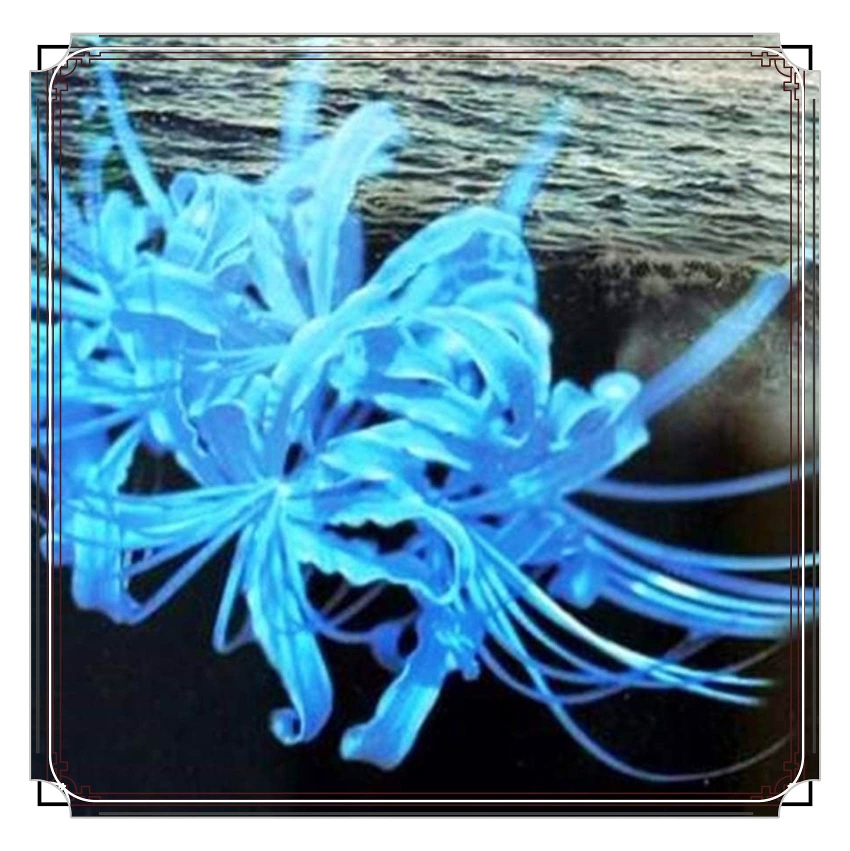 Amazon｜彼岸花 球根 彼岸花 彼岸花植物 曼珠沙華 球根 豪華な