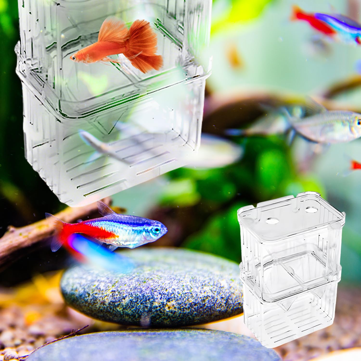 Scatola di allevamento per Guppy e specie tropicali, in plastica trasparente con serbatoio di isolamento, incubatrice galleggiante e divisore