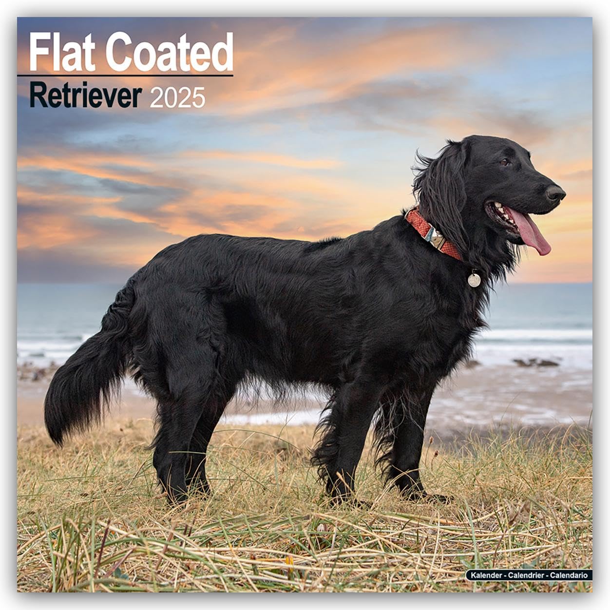 Flatcoated Retriever 2025 Square Wall Calendar | Dog Breed Calendar