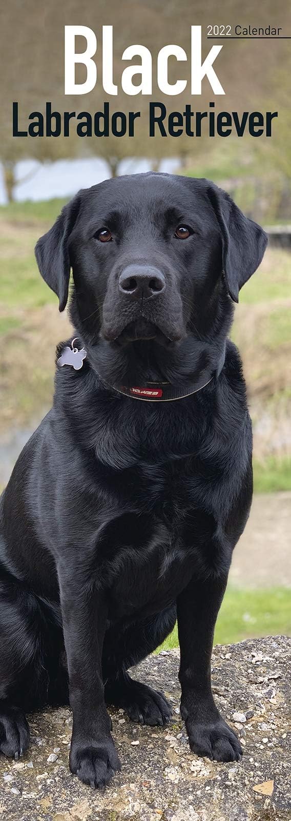 Black Labrador Retriever Slim Calendar 2022 | Dog Breed Slimline Calendar - 12 Month: Address Books, Journals & More Calendar – Wall Calendar, 1 Sept. 2021
