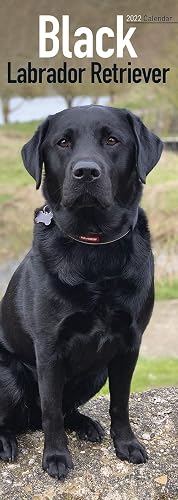 Black Labrador Retriever Slim Calendar 2022 | Dog Breed Slimline Calendar - 12 Month: Address Books, Journals &amp; More