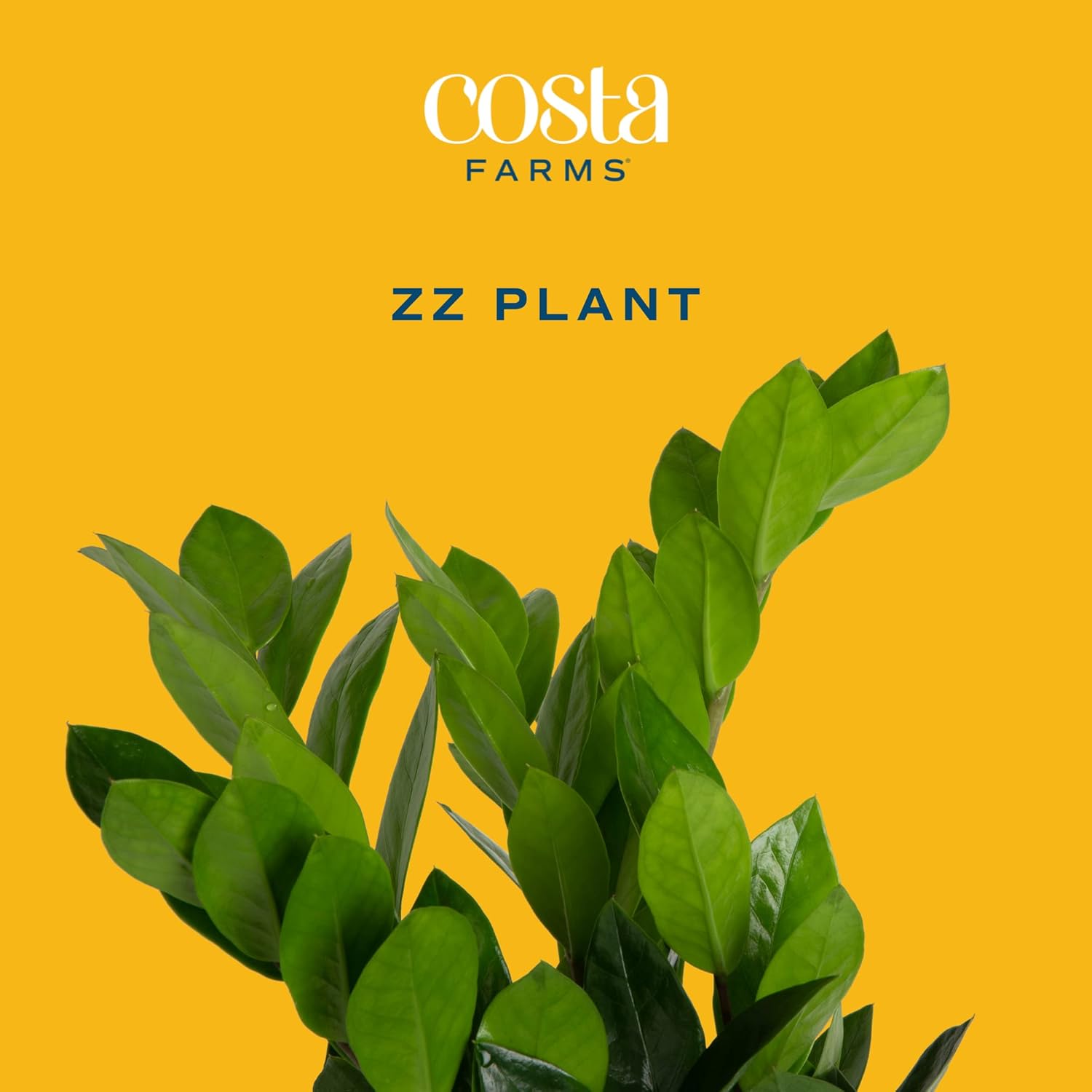 Costa Farms ZZ Plant 12-Inches Tall Potted & Live Snake Plant 1-2 Feet Tall Potted