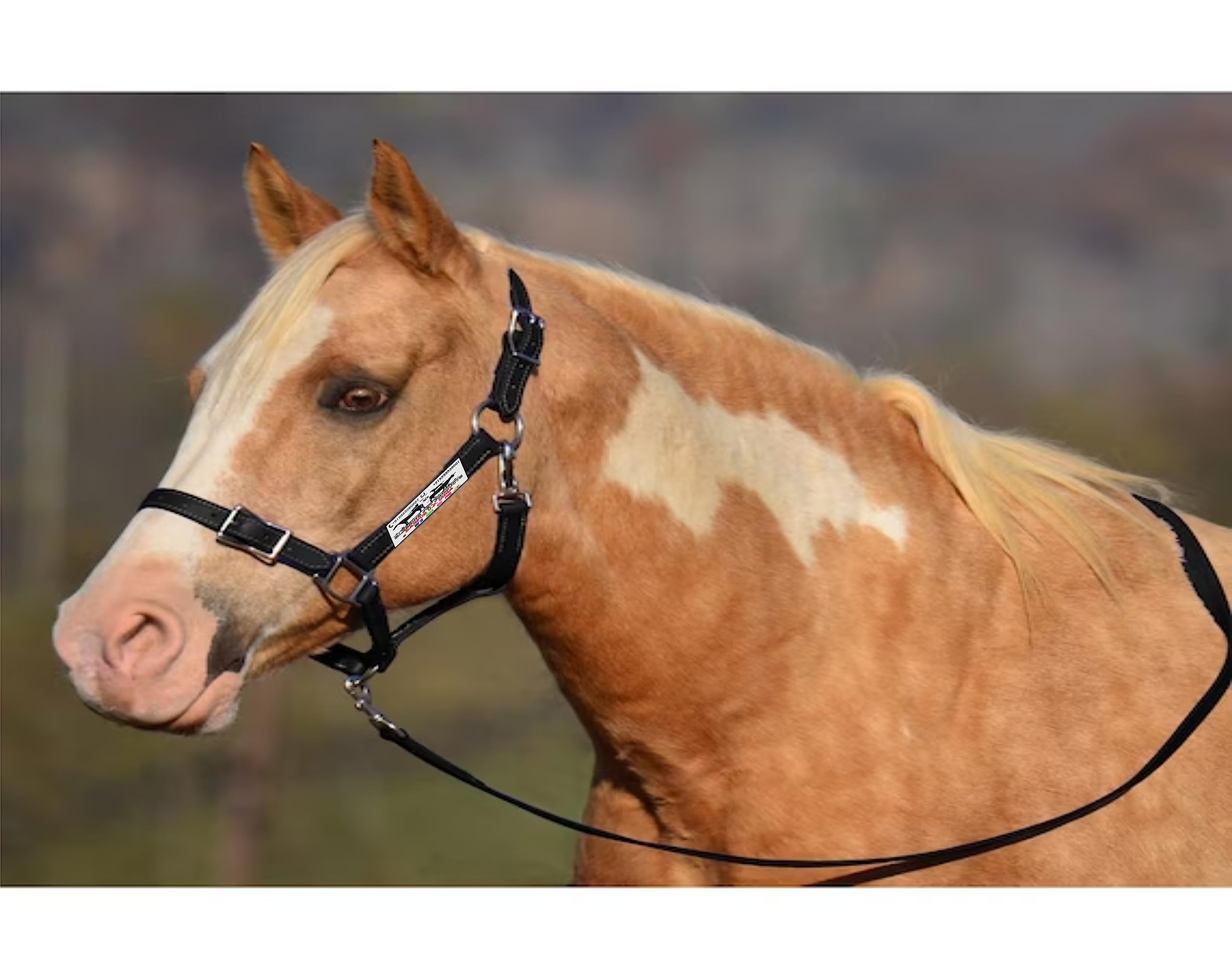 Universal Horse Halter with 20feet/5 Meter Leash Nylon 1 inch use Everyday use Horse Halter and Multi Colour (Black) (B0C7LFWP53) Amazon Price History, Amazon Price Tracker