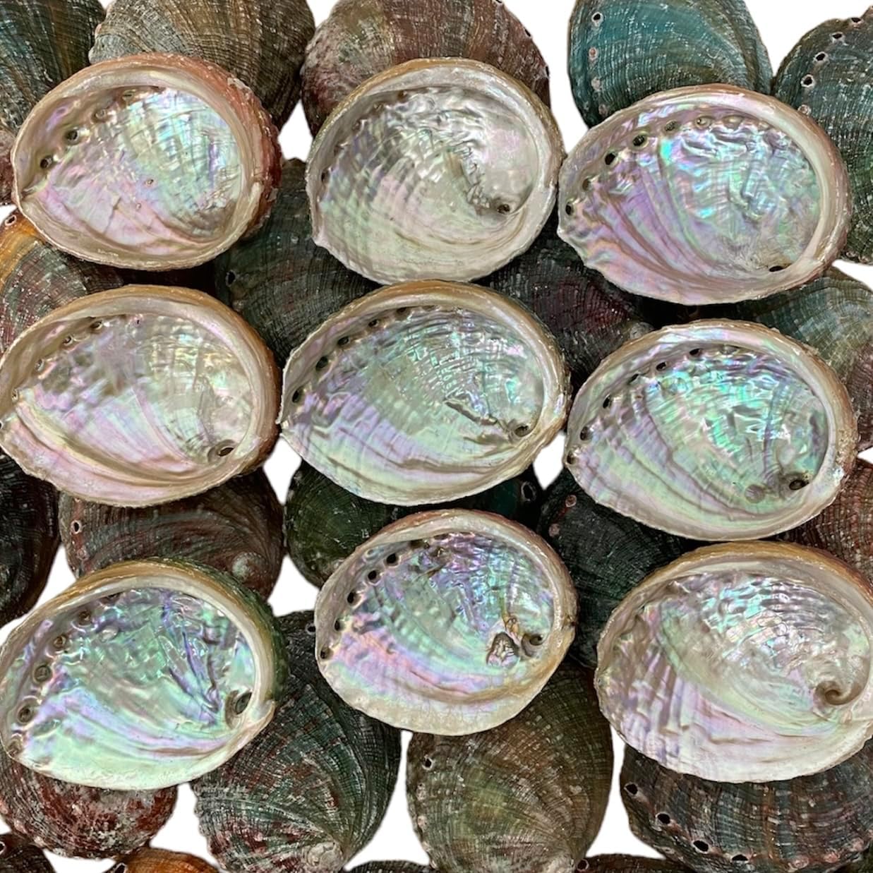 NessaStores 20 Abalone Shells 2.5 to 3.5 Inches | Beautiful All Natural Smudge Bowl - Perfect for Smudge Sticks, Incense Sticks and a Sage Smudge Kit. JC-020