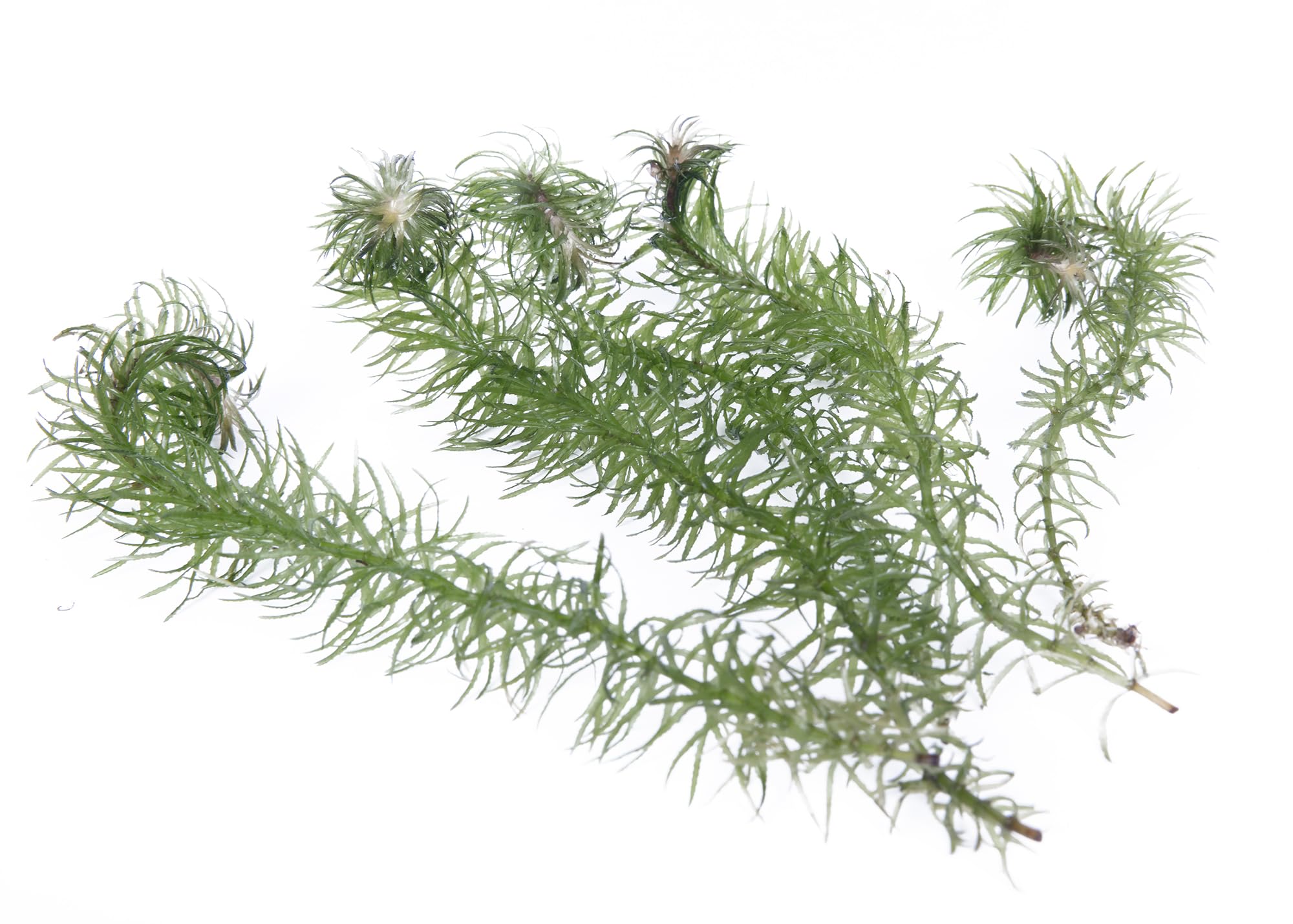 Lincolnshire Pond Plants Ltd - Egeria najas Live Aquarium Plant for Freshwater Tropical Tanks Aquascaping (3X Loose)