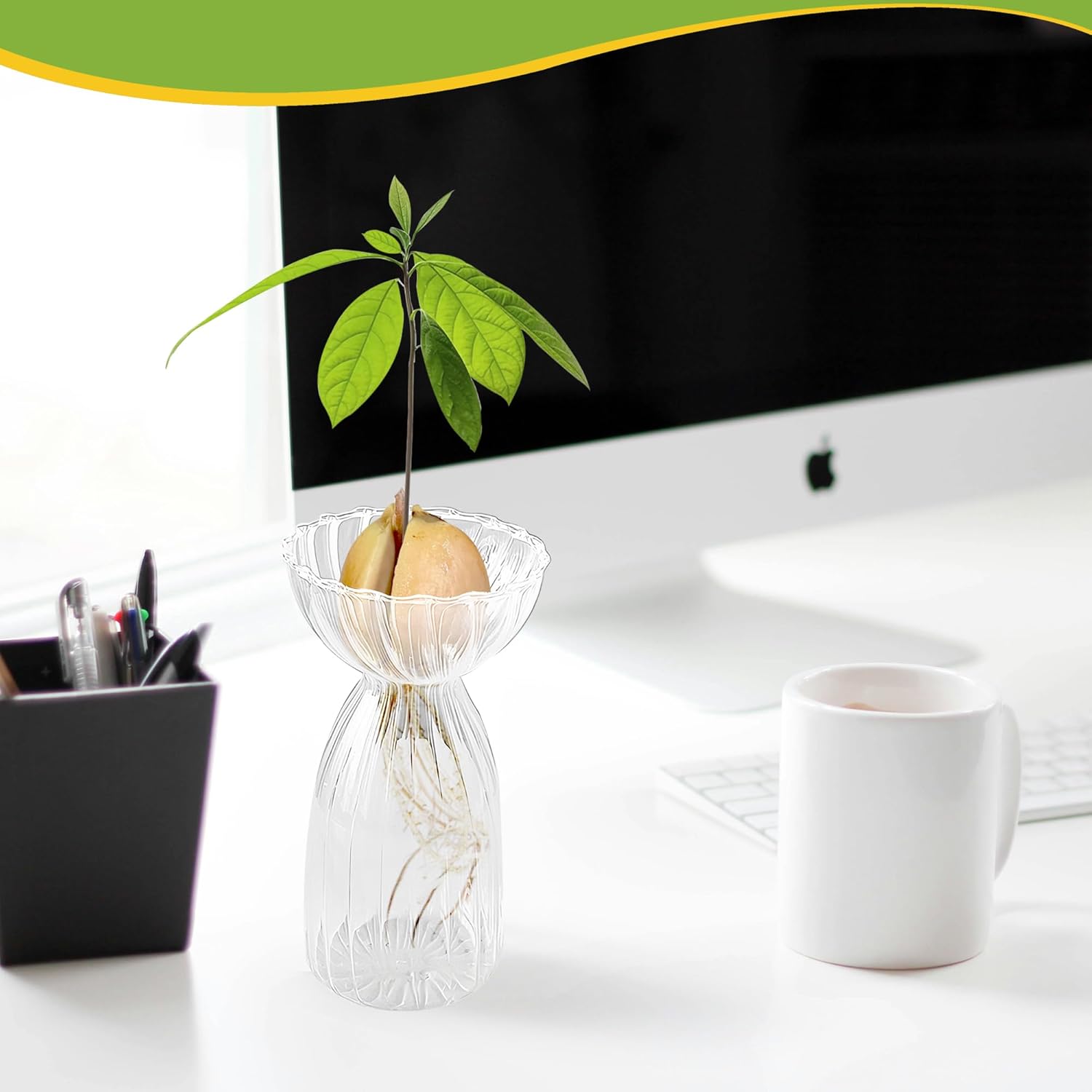 Avocado Vase Grow Glass, Avocado Seed Starter Vase Growing Kit with Planting Guide for Women Gardening Lovers Home Office Table Decoration.