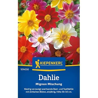 Kiepenkerl Dahlia Mignon Mix 1014550 Flower Seed | Growth height 30-40 cm, capacity for 30 plants, compact