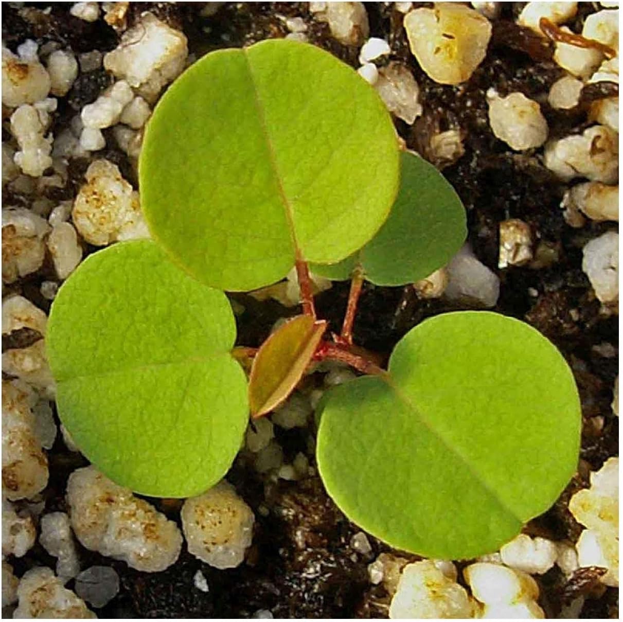 Everwilde Farms - 1/4 Lb Lead Plant Native Wildflower Seeds - Gold Vault