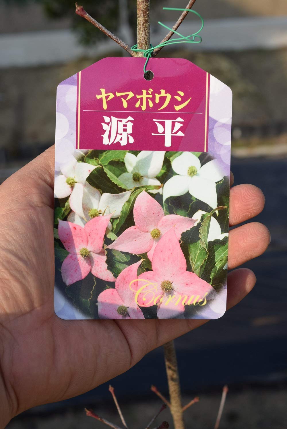 めんこ♡ヤマボウシの花が素敵な付け下げ訪問着H104㎝位の方にお勧め1F棚 Amazon | ヤマボウシ源平 源平ヤマボウシ苗 | 花