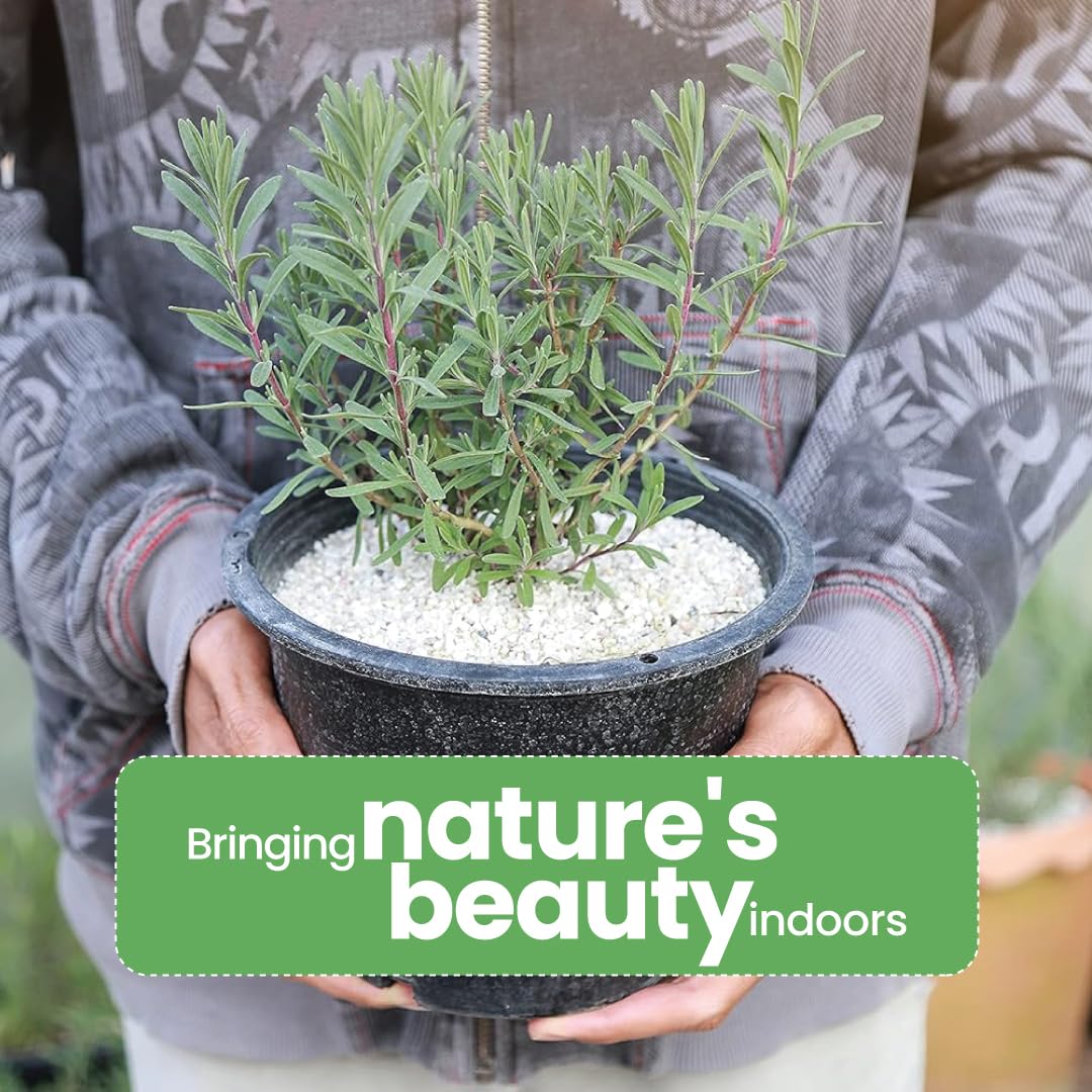 Amazon.com : American Plant Exchange English Lavender – 6-Inch