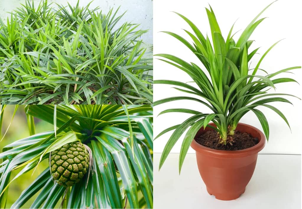 Pandan Plant, Pandanus Amaryllifolius Plant Live, Viet NAM