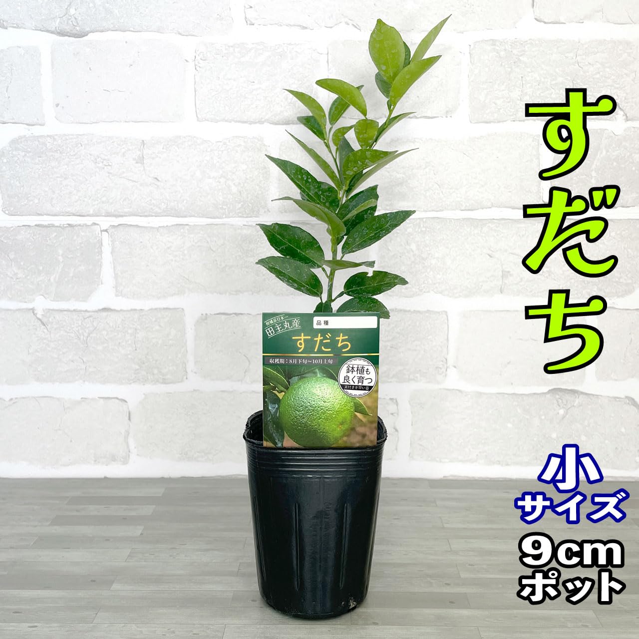 Amazon.co.jp: スダチ 苗木 [小] 9cmポット 【自宅で簡単】3号 鉢植え