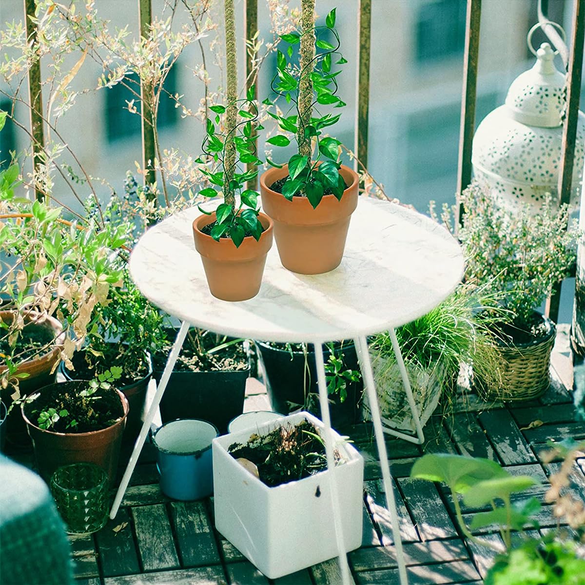 Amazon | Ladruph 園芸支柱 モスポール 3個セット モンステラ観葉植物