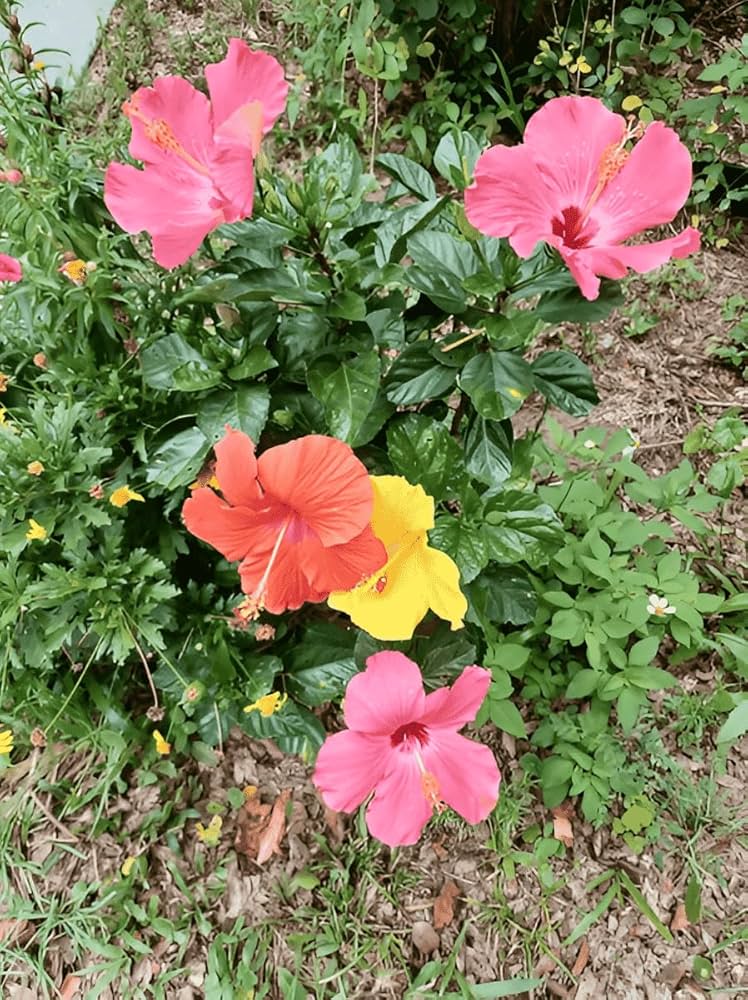 Original Multicolour Hibiscus/Gudhal Flower Plant (Pack of 1) : Amazon.in: Garden & Outdoors
