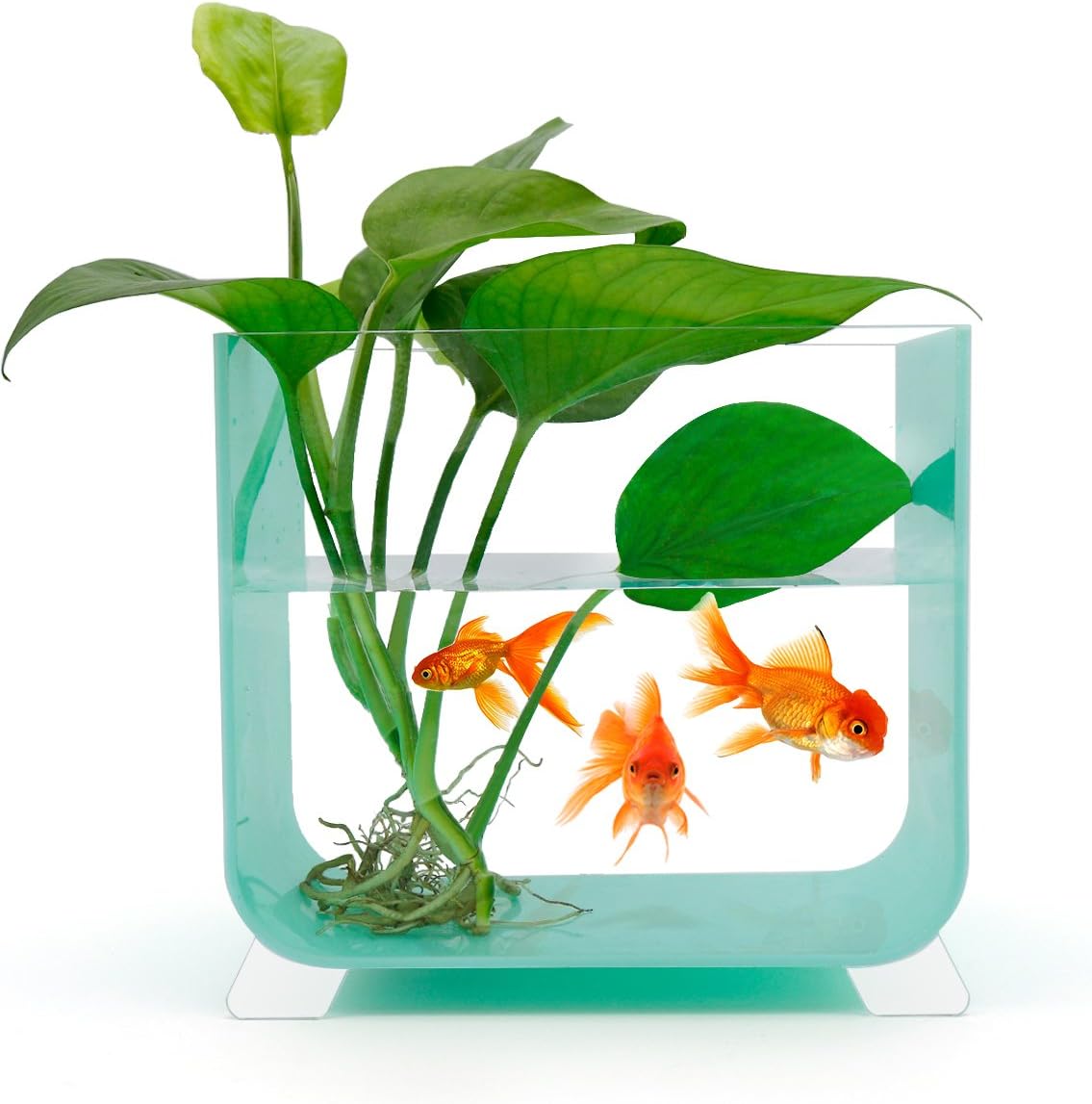 1.7 Gallon Betta Aquarium Fish Tank, Foot Betta Bowl for Desk ,Clear Fish Tank, Add some Green for Desk - SupperAcrylic