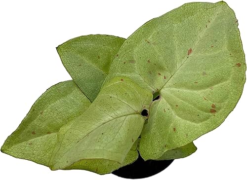 Miniatura 3 de BubbleBlooms Confeti Syngonium, en una maceta de 2 pulgadas Mini Pixie