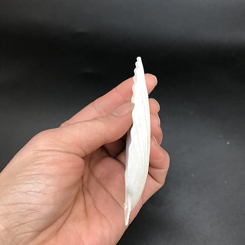 Vista 46 de Conchas marinas Pepperlonely, vieiras de diferentes tamaños