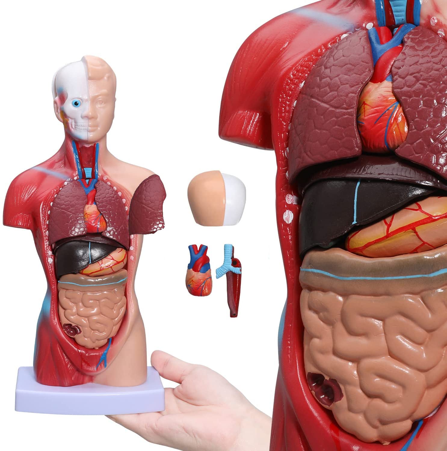 Buy 28Cm Human Body Model Torso Anatomy 15 Removable Parts Skeleton