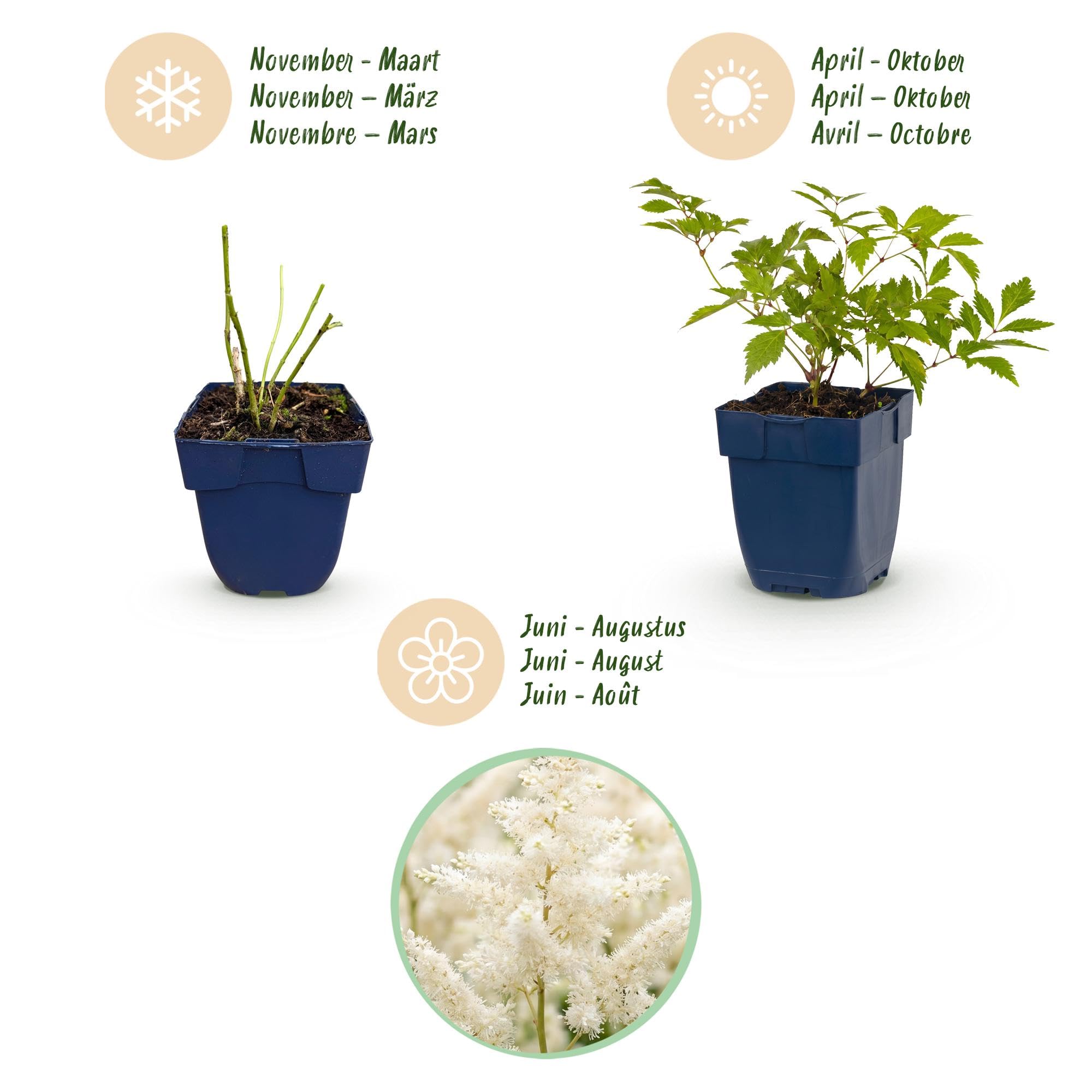 Piante Perenni Astilbe Deutschland da Ombra, Bianco, Set di 3, Vaso 11cm