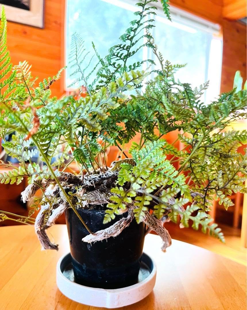 姫猫 苗木 苗 シダ 【Leucospermum】 鉢ごと発送