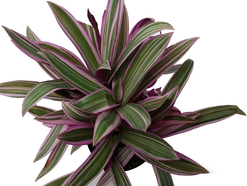 TRICOLOR Dwarf Oyster Live Tropical Plant Pink White Green Foliage Shade Garden Starter Size (1) 4 Inch Pot Emerald Goddess Gardens tm
