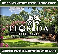 Vista 4 de Jazmín asiático Minima - 10 plantas vivas de 4 pulgadas - Trachelospermum Asiaticum - Tolerante a la sequía resistente al frío