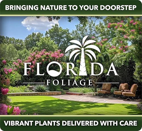 Miniatura 4 de Buddleia Nanho Blue  Plantas extragrandes de 3 galones  Arbusto de mariposa fragante y compacto, ideal para paisajes vibrantes, bordes atractivos y