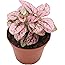 Amazon.com : Pink Splash Polka Dot Plant - Hypoestes - 3.5