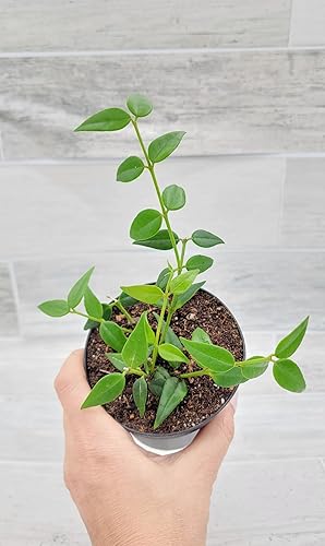 Miniatura 9 de Hoya Bella, también conocida como Lanceolata, en maceta de vivero de 4 pulgadas, plantas exóticas tropicales de interior, fáciles de cultivar,