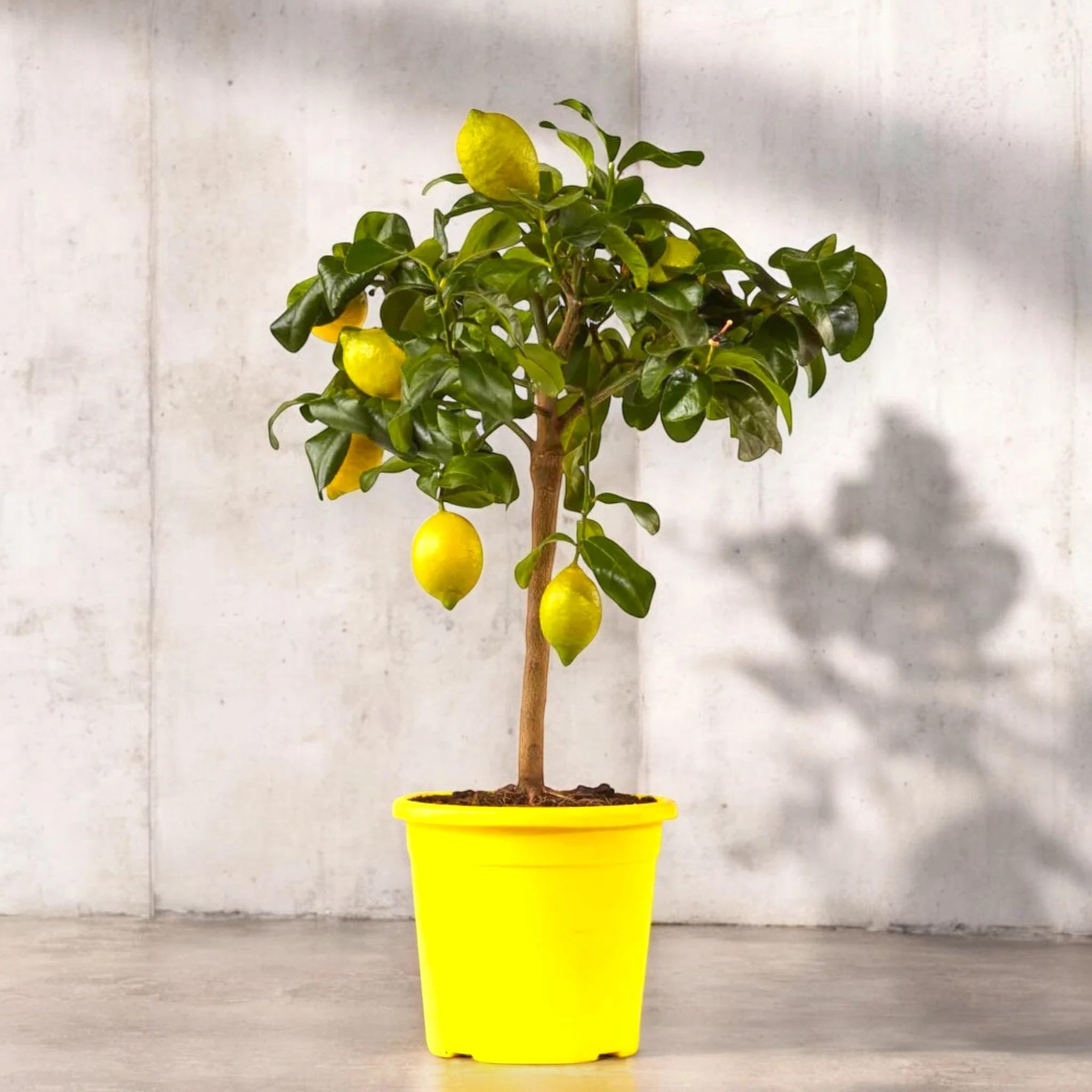 Limone Zagara Bianca Citrus limon 'Zagara Bianca' - Pianta di Agrume da Frutto in Vaso, 70/80 cm, Vaso 22