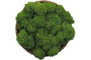 Stardom Moss Preserved: Enhance Your Creations with Natural Beauty