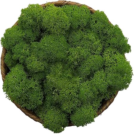 Moss Preserved, Green Moss for Fairy Gardens, Terrariums, Any Craft or Floral Project or Wedding Other Arts (Green, 3OZ)