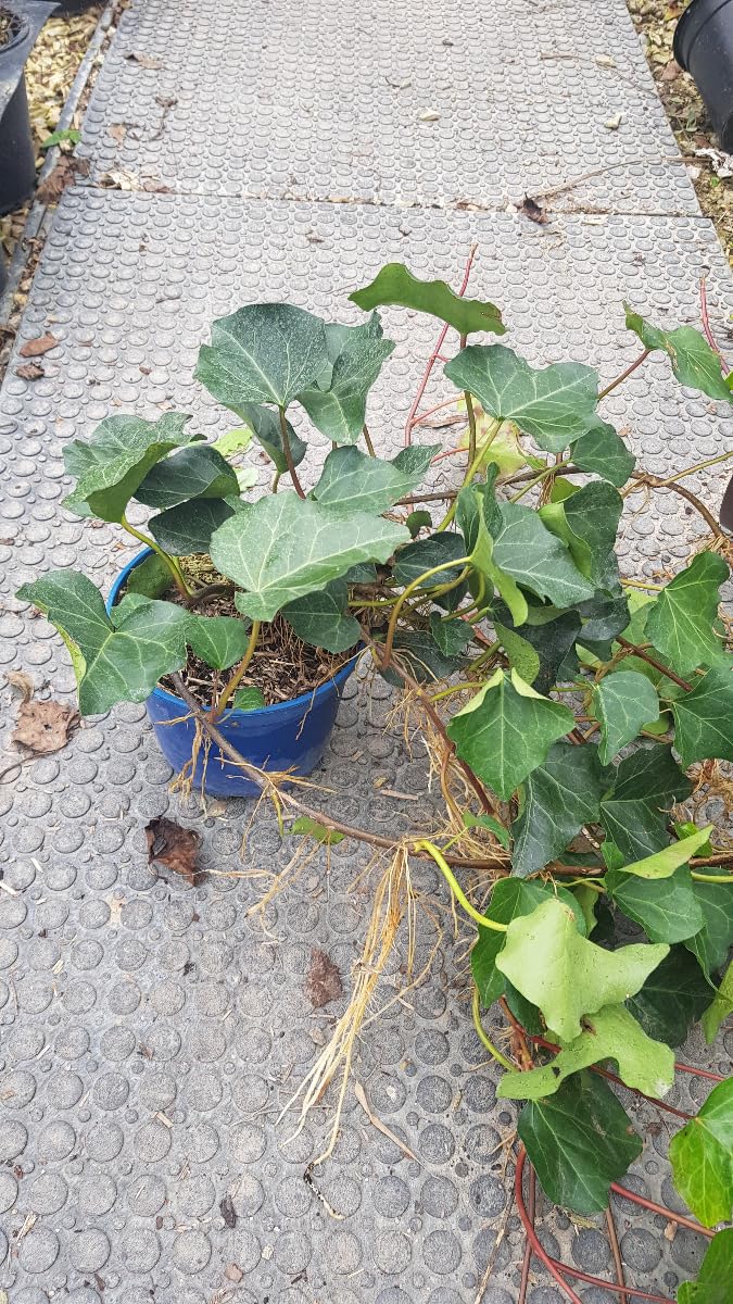 Hedera algeriensis 'Bellecour' / Lierre des canaries/Conteneur de 2  2.9  litres : Amazon.fr: Jardin