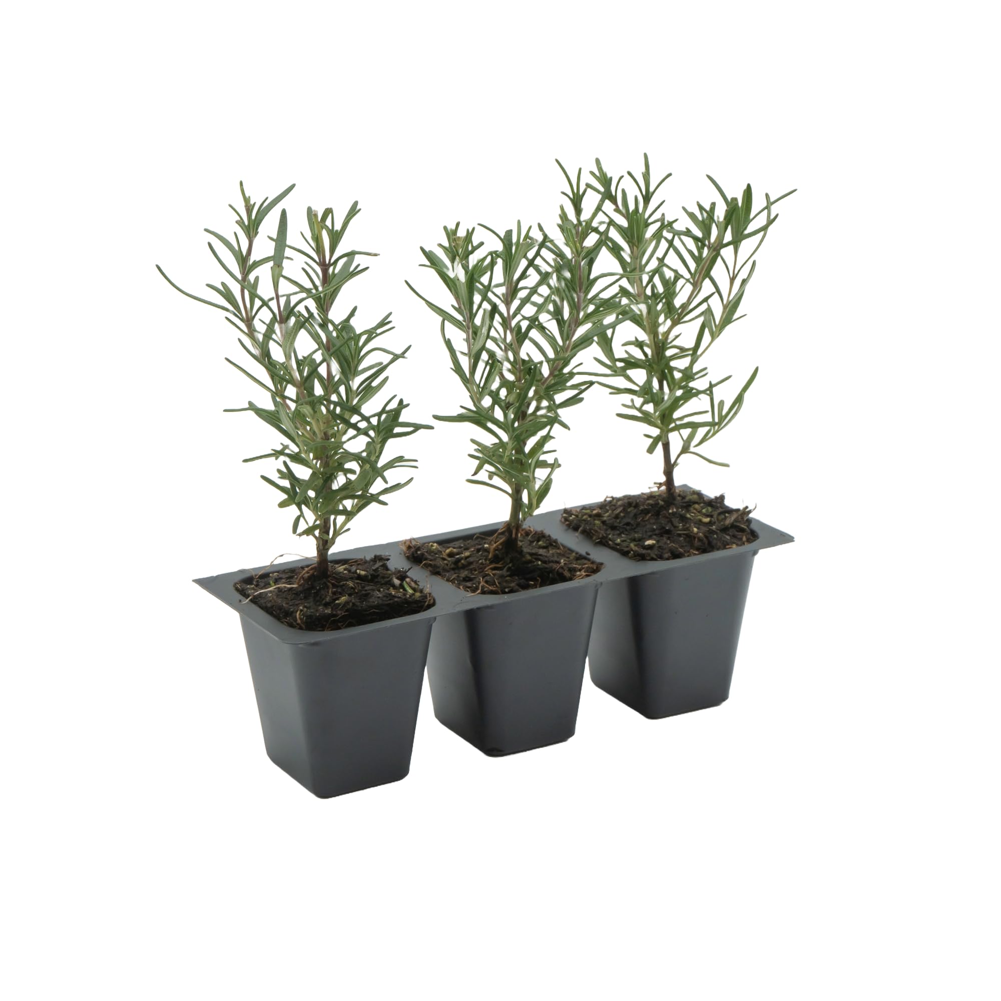 Tuscan Blue Rosemary 3-Pack
